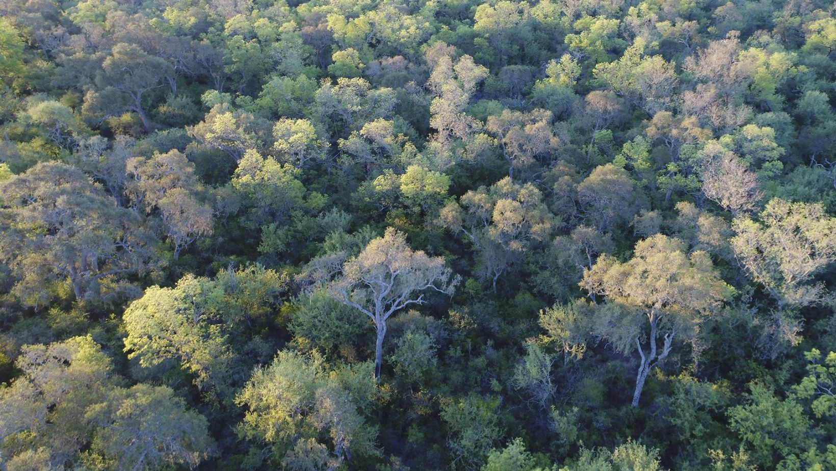 Parque Nacional Copo